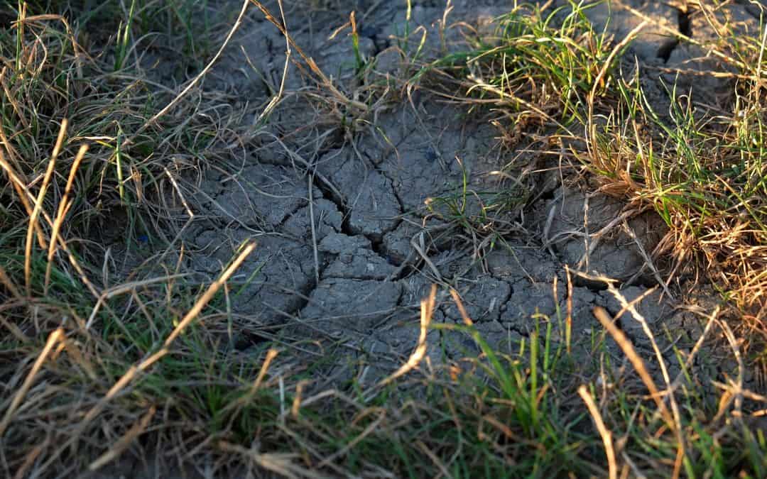 Szkodniki glebowe – naturalne sposoby na ich zwalczenie